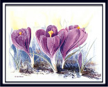 Crocuses